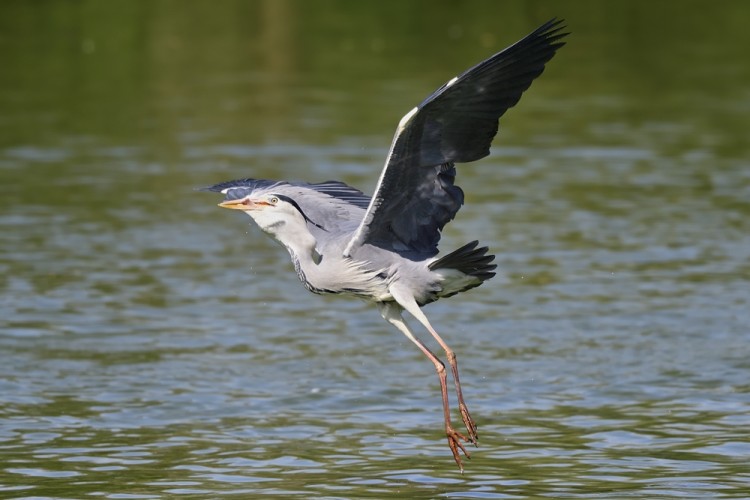 Ardea cinerea