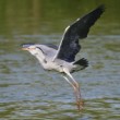 Ardea cinerea