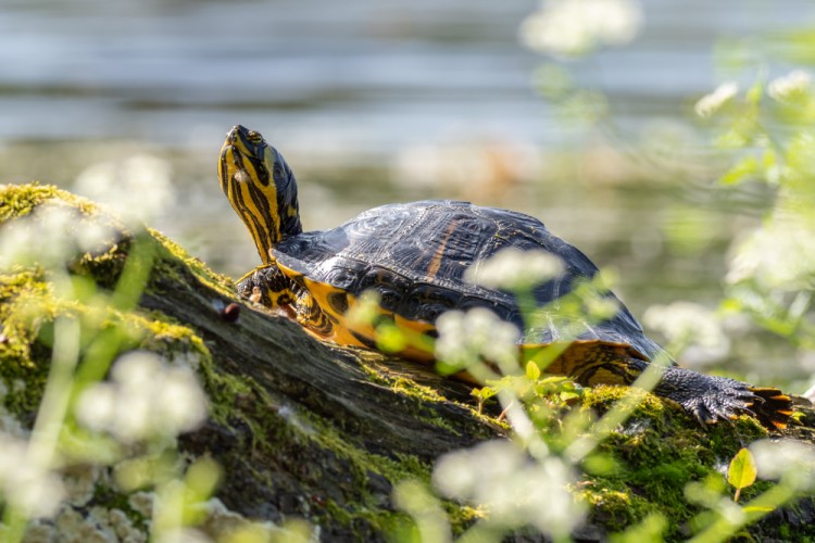 Korytnačka písmenková ozdobná (Trachemys scripta elegans)