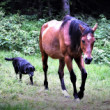 Hlídač