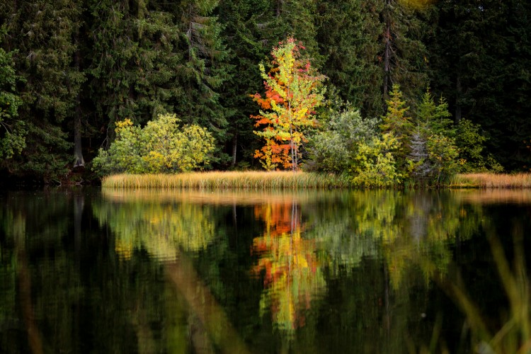 Vrbické pleso