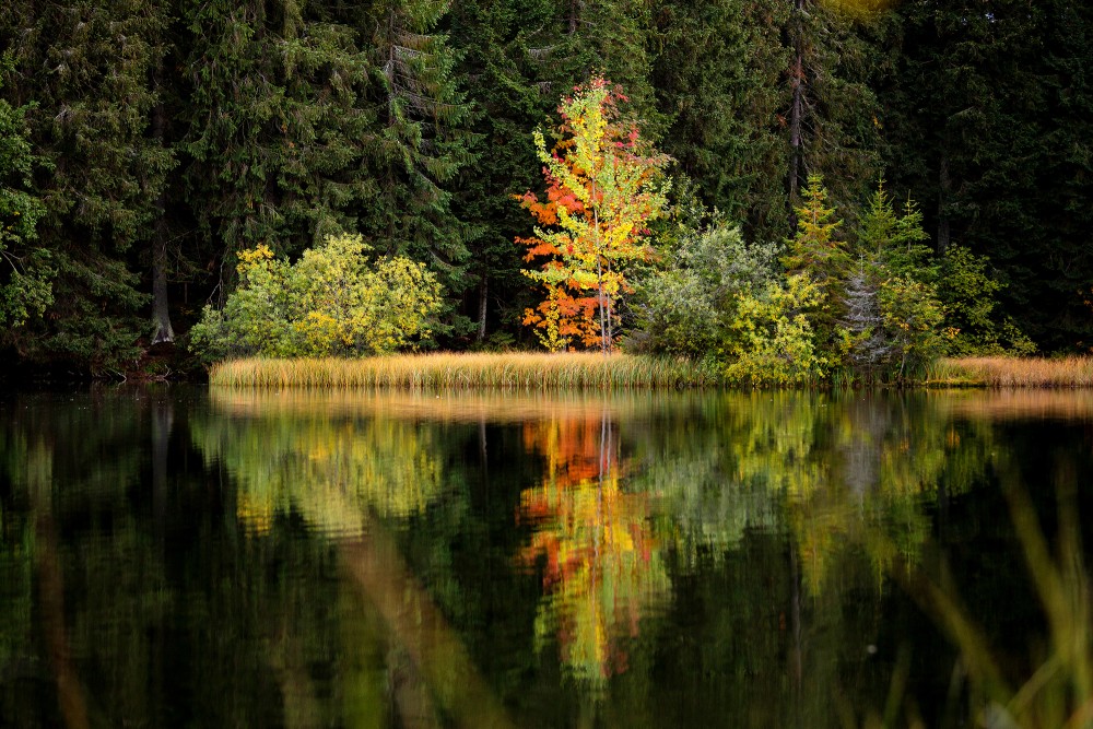 Vrbické pleso