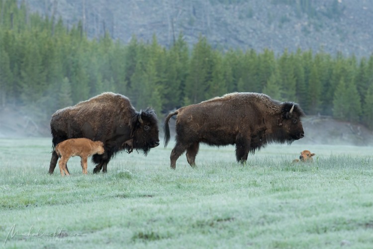 Bison bison (bizón prériový)