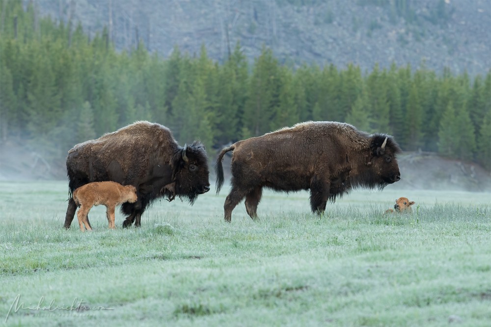 Bison bison (bizón prériový)