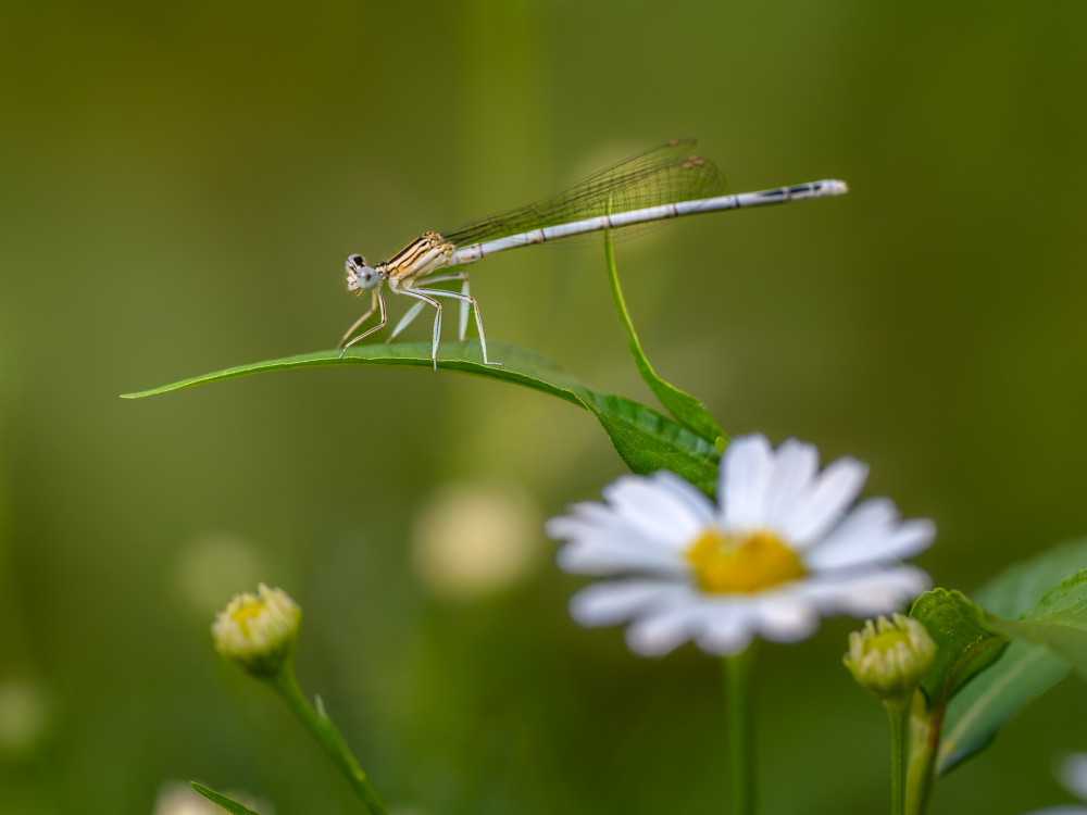 Platycnemis pennipes