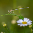 Platycnemis pennipes