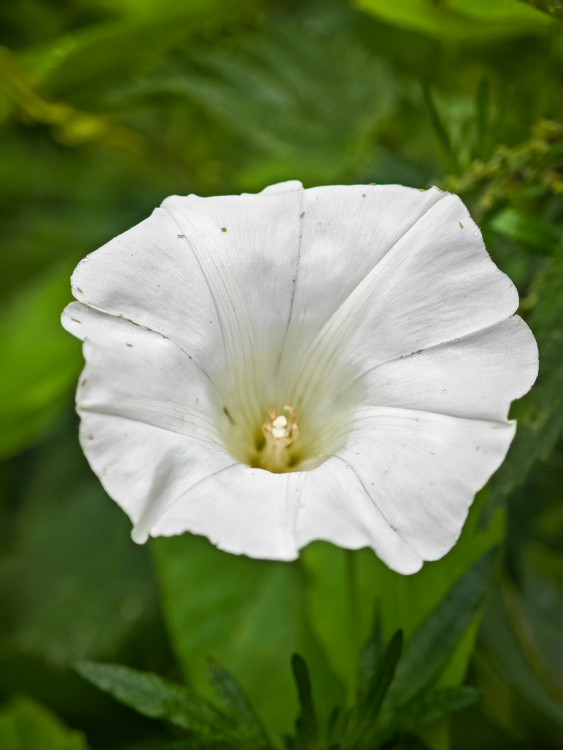 Pupenec