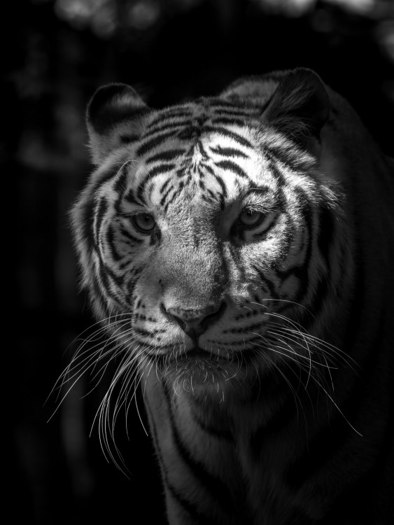 Tiger biely