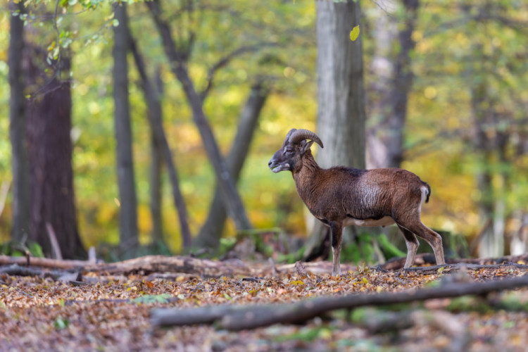 muflón lesný, The European mouflon (Ovis aries musimon)