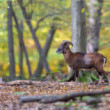 muflón lesný, The European mouflon (Ovis aries musimon)