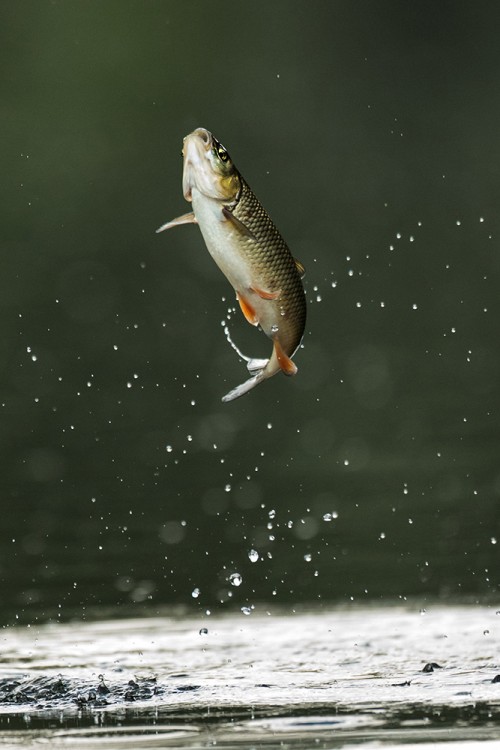 Jelec tloušť (Leuciscus cephalus)