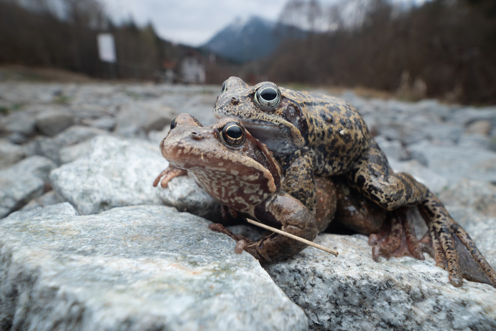 perverzné žaby vyvolané v inom programe