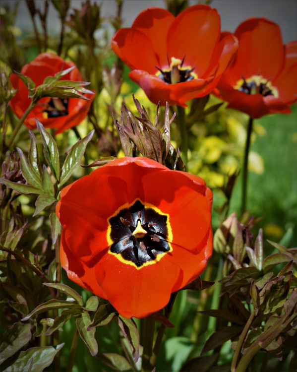 Tulipány ze sídliště