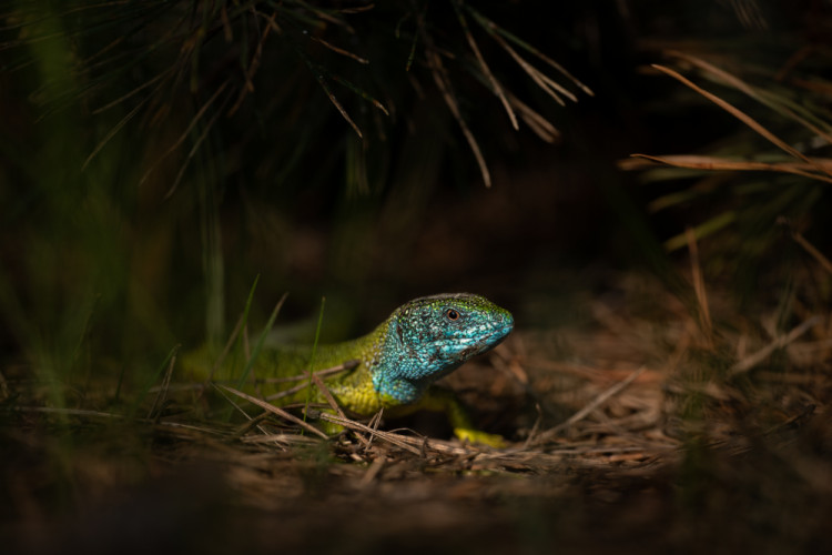 Lacerta viridis