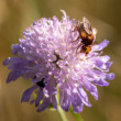Muška