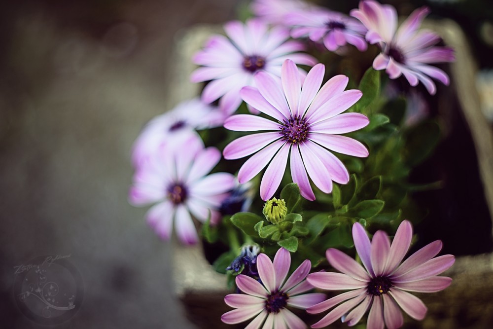 osteospermum