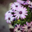 osteospermum