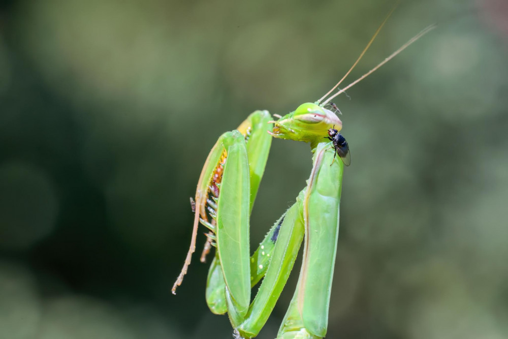 Chiropraktik a masér