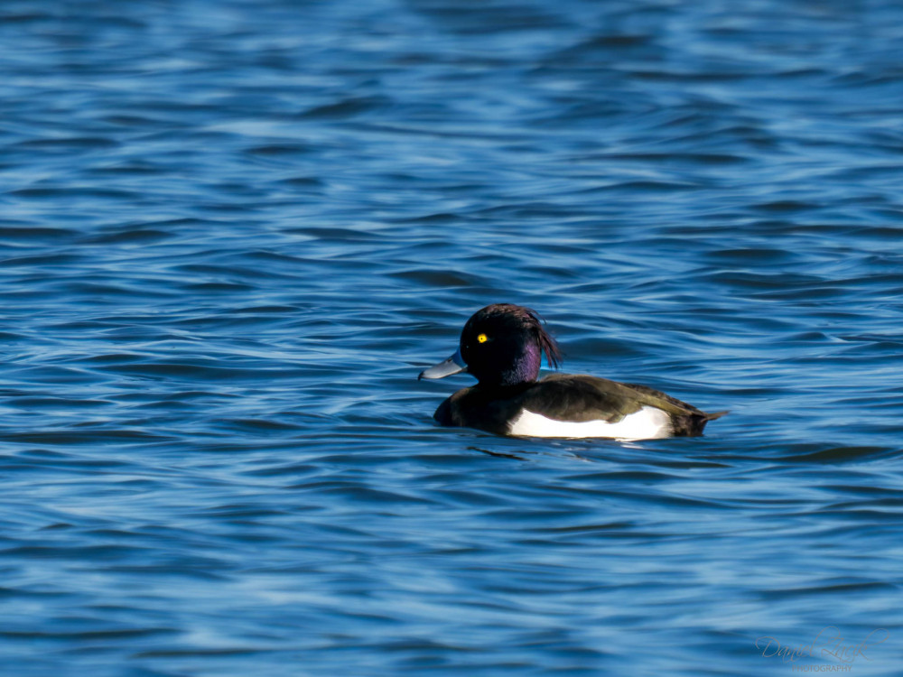 Chochlačka vrkočatá