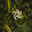 Vrcula