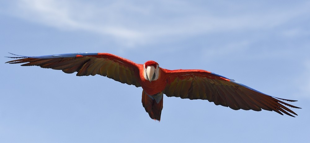 Scarlet macaw