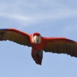 Scarlet macaw