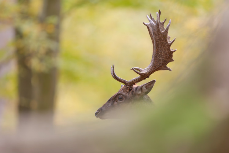 daniel škvrnitý, Fallow deer (Dama dama)