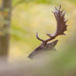 daniel škvrnitý, Fallow deer (Dama dama)
