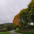 Sfarbenie