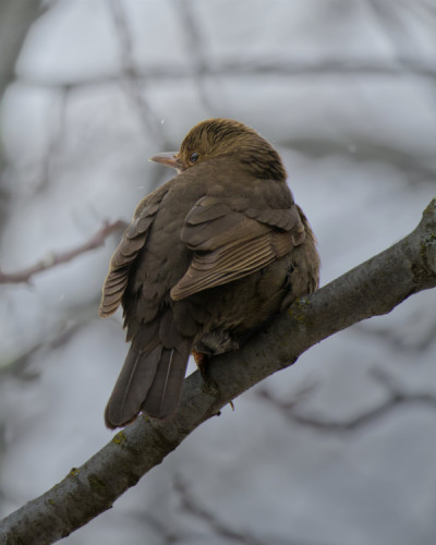 Drozd Čierny - samička