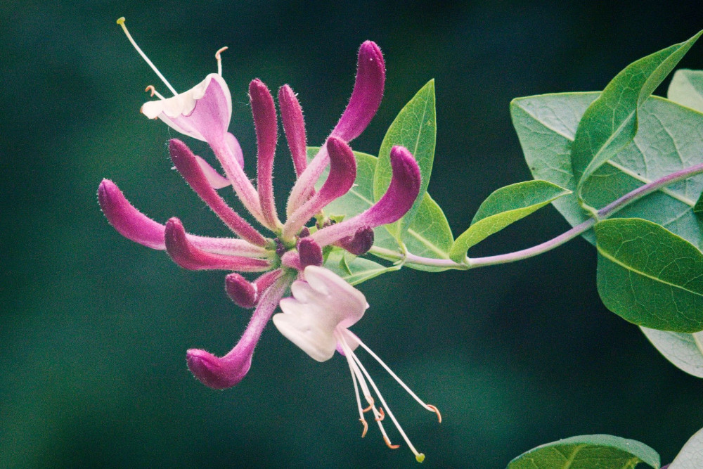Lonicera Henryi