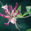 Lonicera Henryi