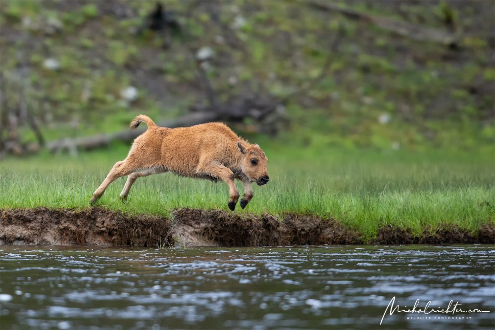 Bison bison (bizón prériový)