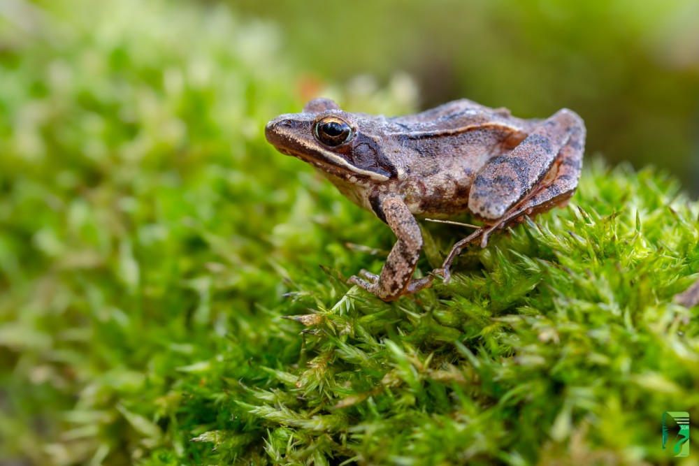 Skokan štíhly, Agile frog ( Rana dalmatina)