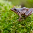 Skokan štíhly, Agile frog ( Rana dalmatina)