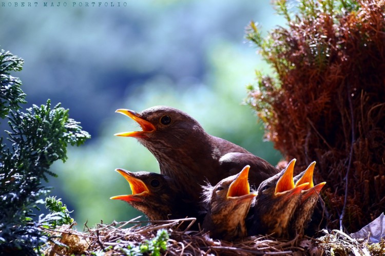 Drozd čierny (Turdus merula)