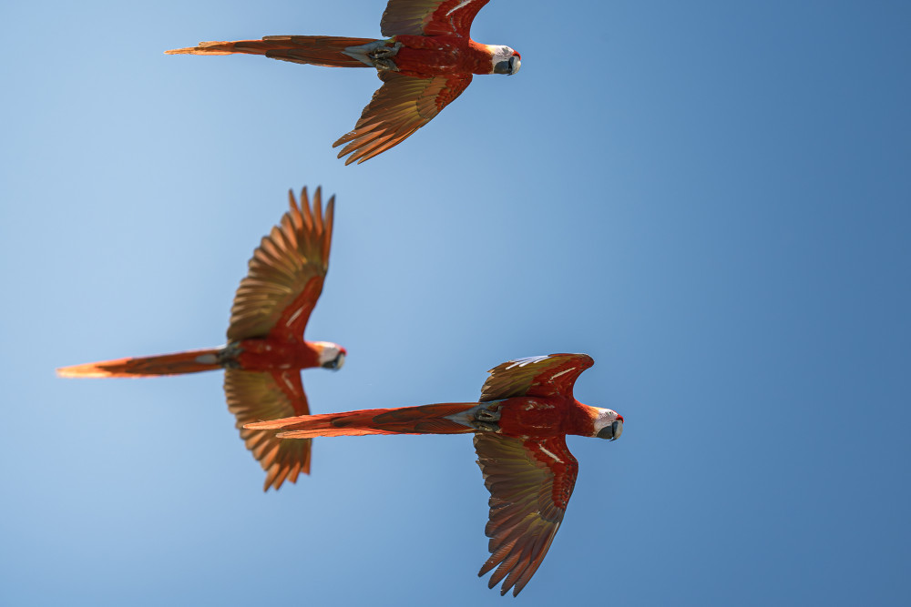 Papagáje Ara - Kostarika