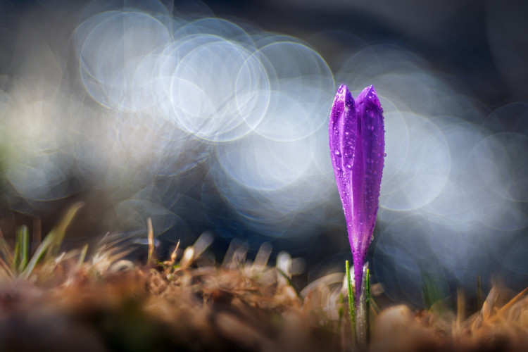 Crocus
