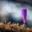 Crocus