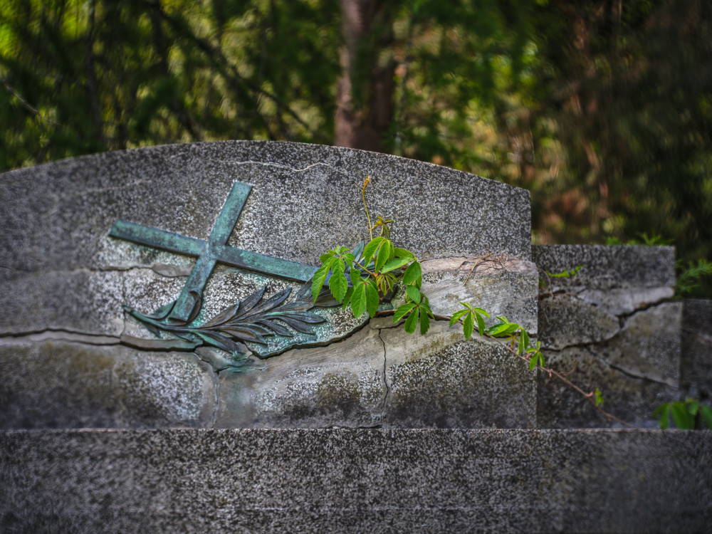 nový život na starom náhrobnom kameni...