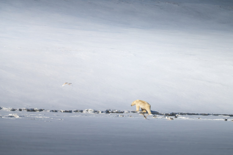 spomienky na Svalbard