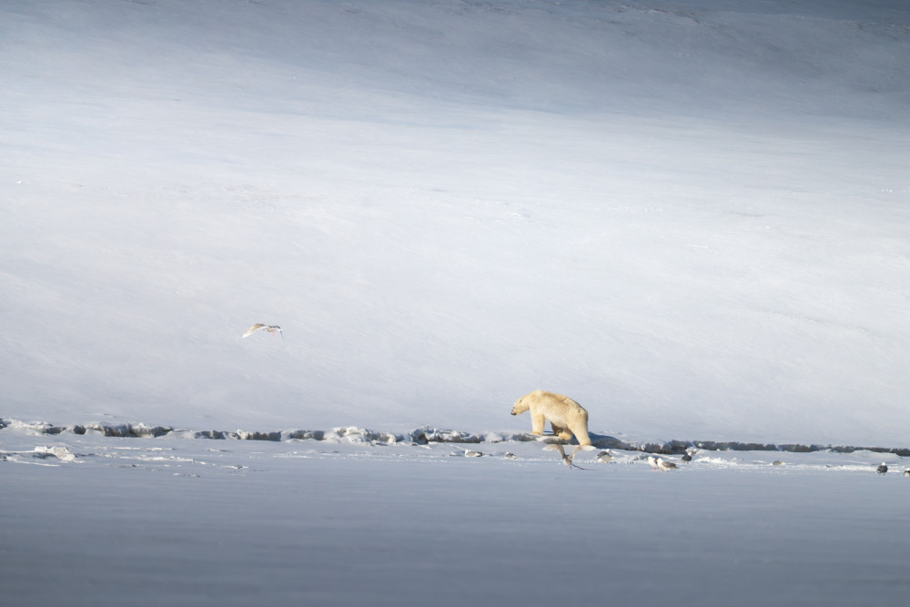 spomienky na Svalbard