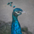 Páv