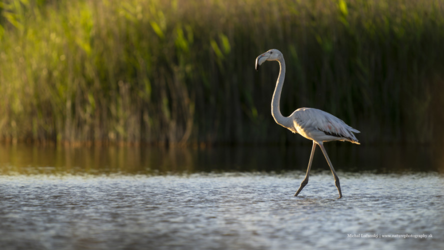 Plameniak ružový | Phoenicopterus roseus | Greater flamingo