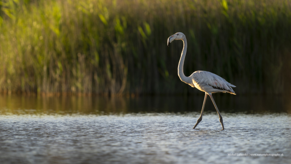 Plameniak ružový | Phoenicopterus roseus | Greater flamingo