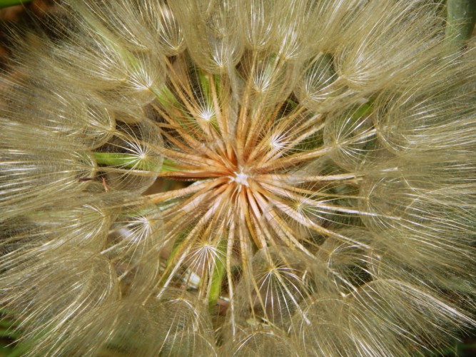 Pappus