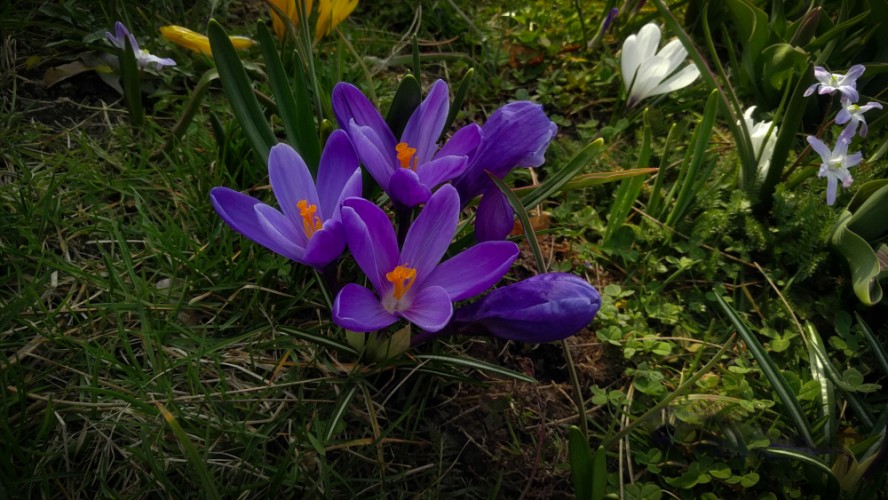 Crocus