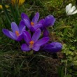 Crocus