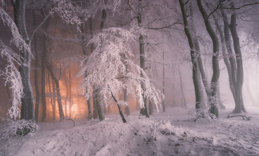 zimny les