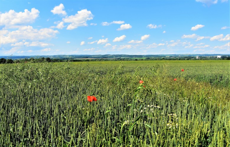 Pole v Poodří